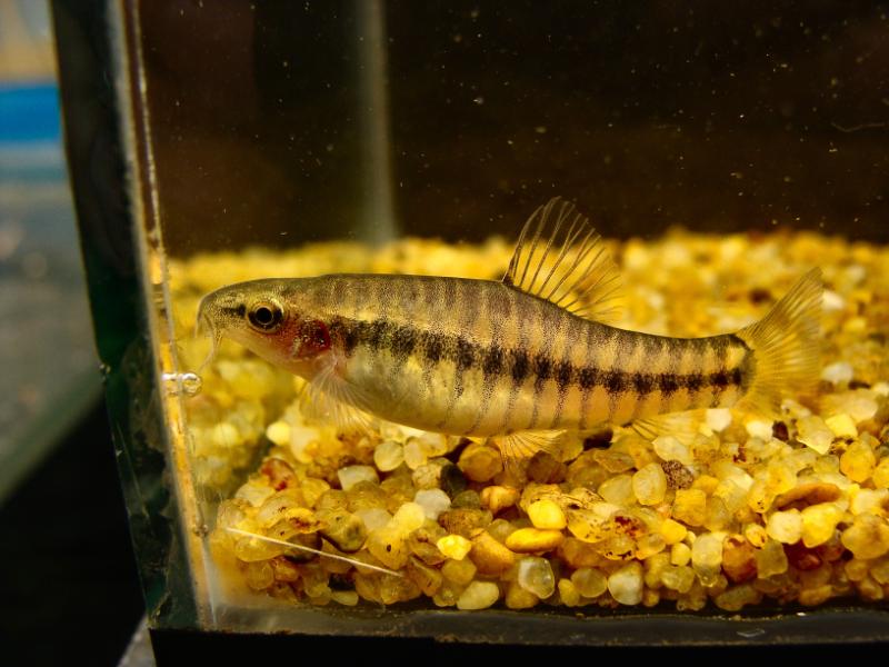 Adult female specimen.