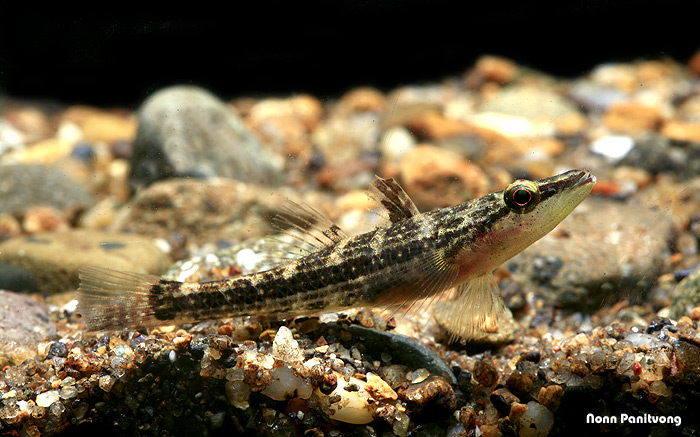 Live individual from Thailand.