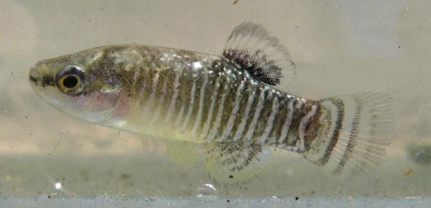 Male Aphanius iberus from the Delta del Llobregat, Barcelona