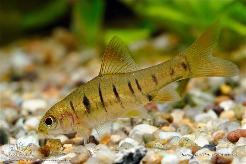 When foraging the barbels are used to 'taste' the substrate.