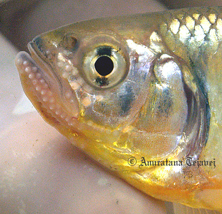 Detail of head with breeding tubercules clearly visible.