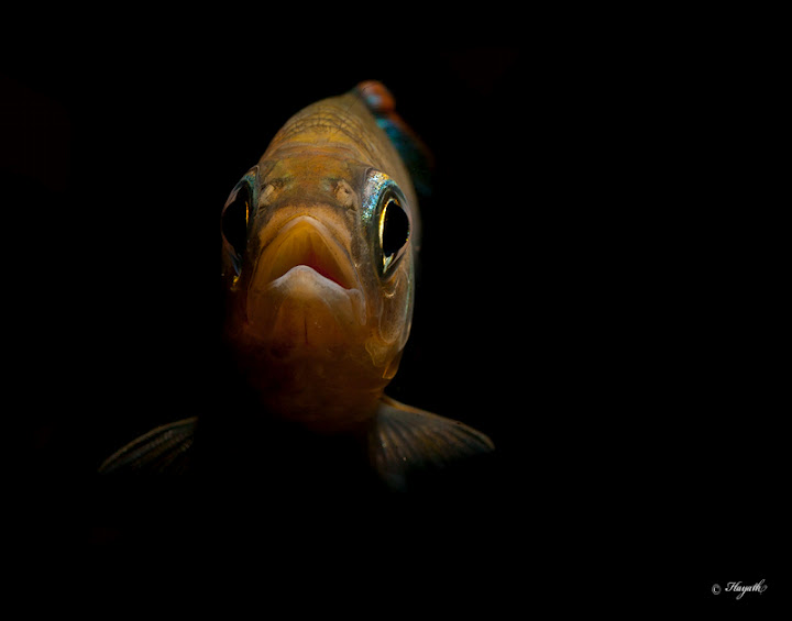 Detail of mouthparts.