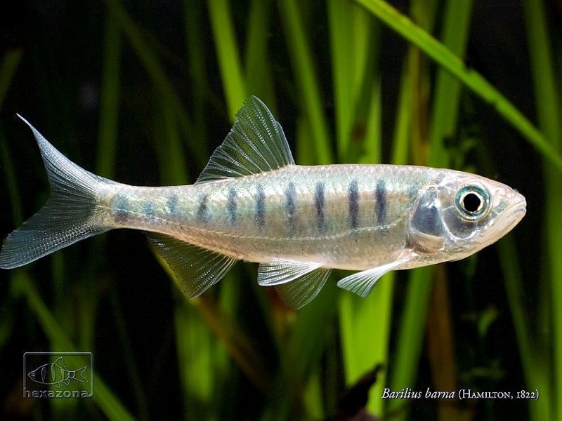 Another subadult.