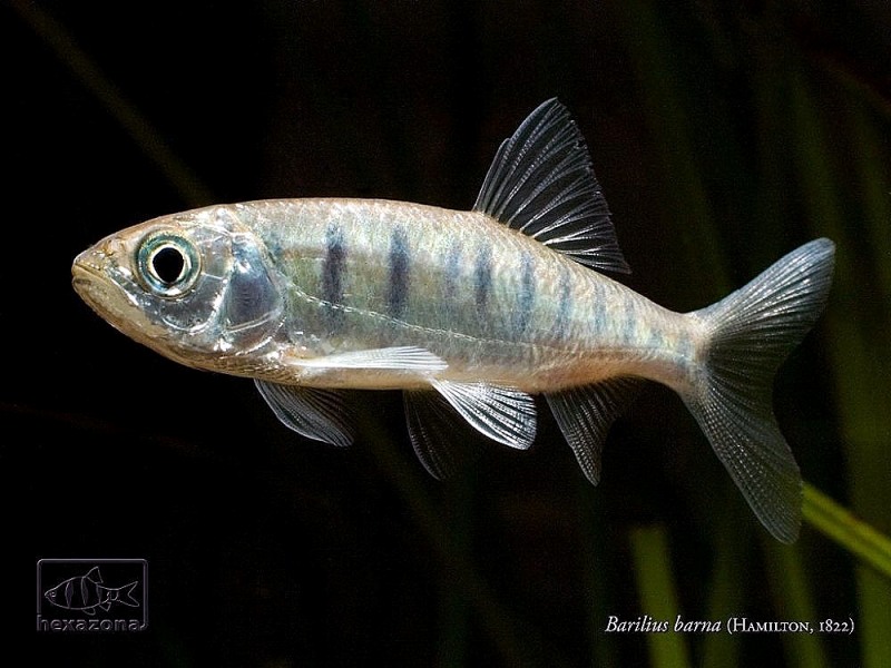 Subadult individual.