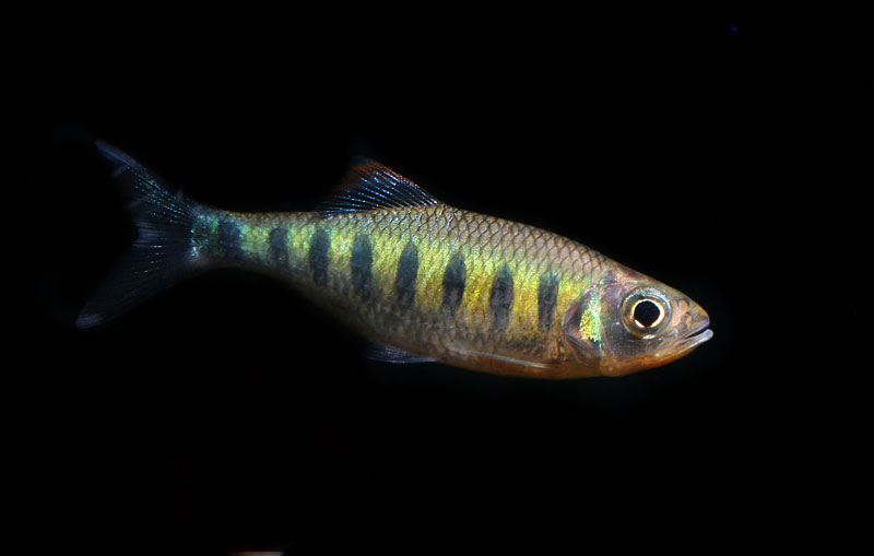 Juvenile individual.
