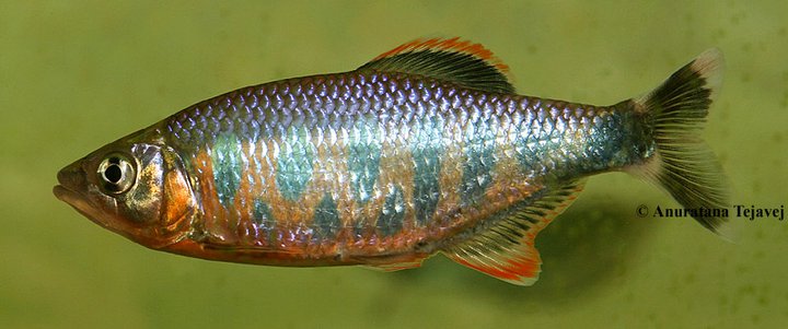 Adult male exhibiting nuptial colour pattern.