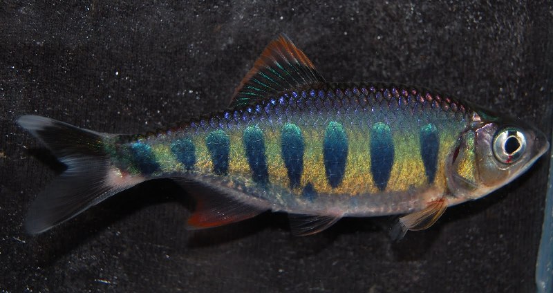 Subadult male from the U.K. aquarium trade.