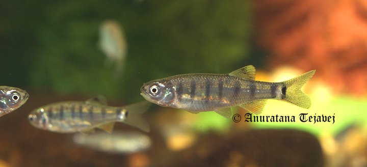 Aquarium-bred juveniles at 3 months of age.