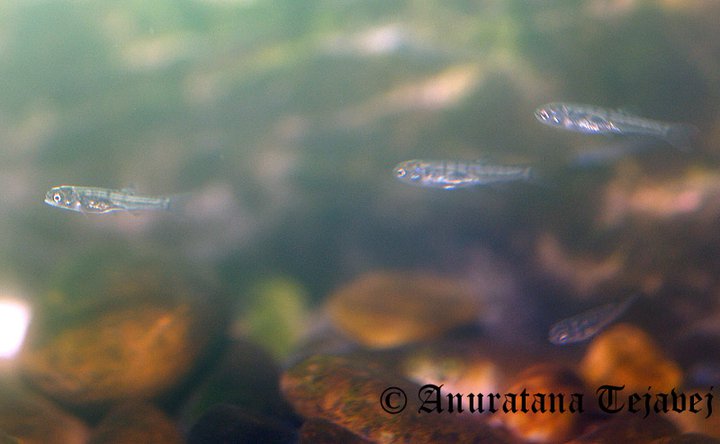 Aquarium-bred fry.