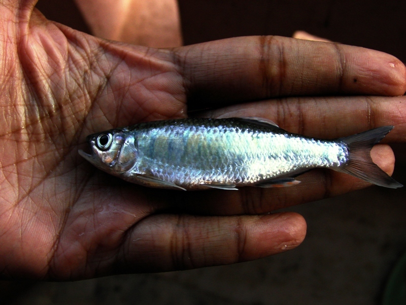 Freshly-collected individual from the habitat in the previous image.