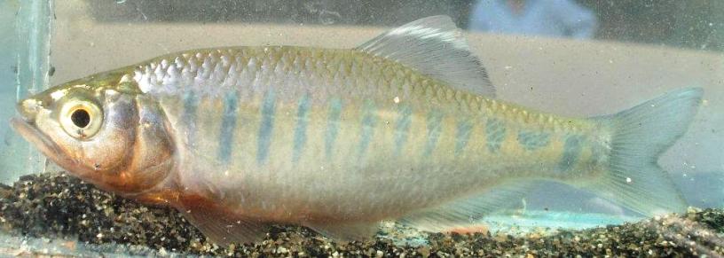 Freshly-collected male specimen.
