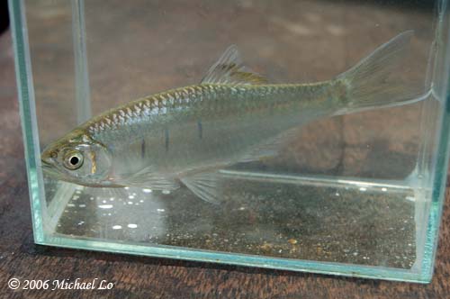 Individual captured from the habitat in the previous image.