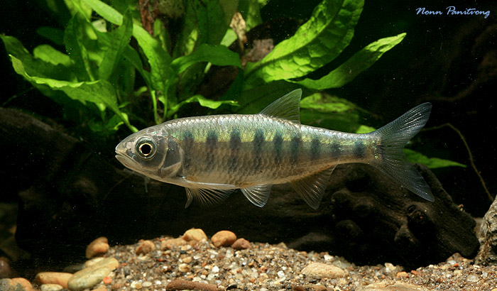 Young adult specimen in the aquarium.