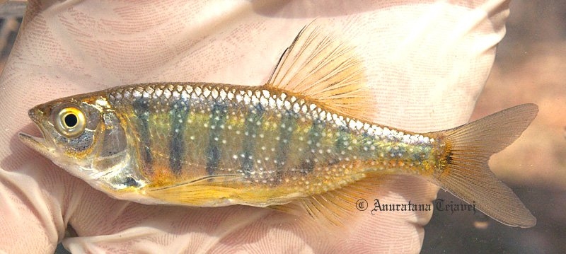 Sexually mature male with breeding tubercules visible on body.