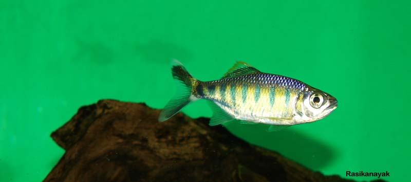 Subadult from the Sita River habitat shown in the previous image.