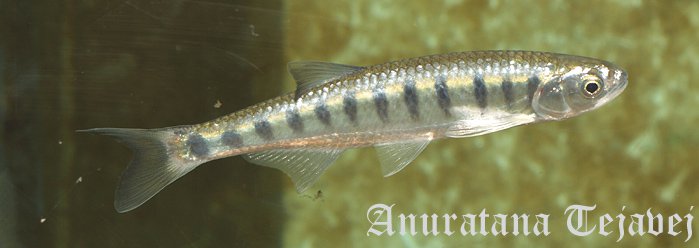 This species has 10-14 vertical bars on each flank that do not extend below the lateral line.