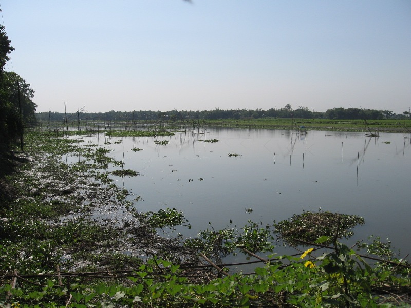 A typical beel in Tangail district, Dhaka dividion, Bangladesh.