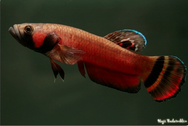 Dominant male specimen collected from Marudi, Sarawak, Malaysian Borneo.