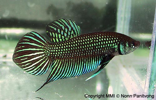 Mature adult male individual.