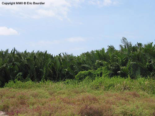 This species typically inhabits areas in which Nipa palm, Nypa fruticans, grows thickly.