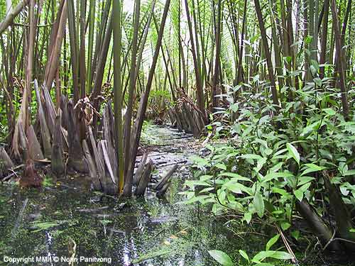 Brackish-water habitat in a nipa palm thicket.