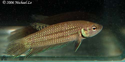 Freshly-collected adult male.