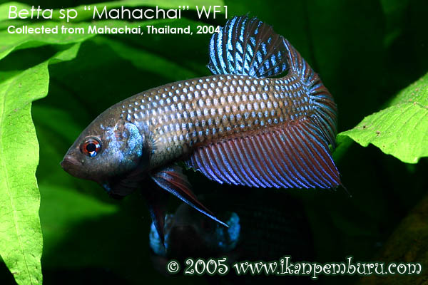 Wild-collected adult male; aggressive mood.