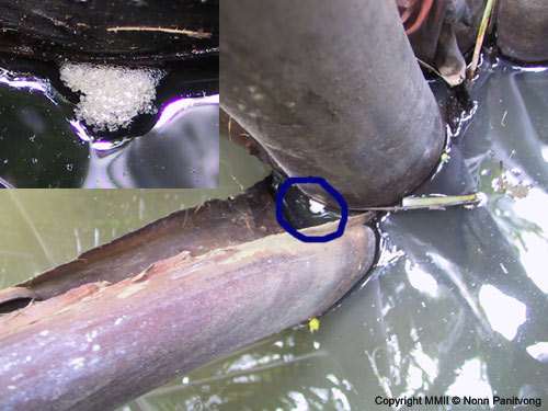 This species often builds its bubble nest in bracts at the base of palms.