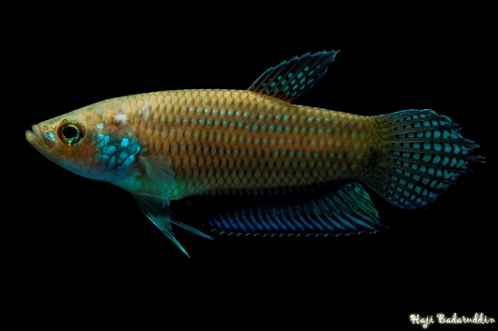 Adult male specimen from Ayer Puteh, Terengganu, Peninsular Malaysia.
