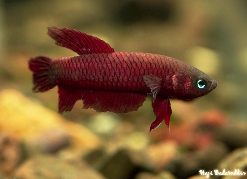 Male individual from Terengganu state, Peninsular Malaysia.