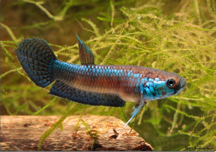 Male of Betta unimaculata from the Sungai (river) Hajug, Sungai Mahakam basin, East Kalimantan, Borneo.