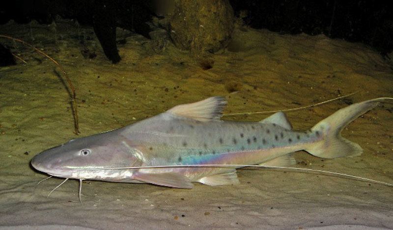 Subadult at about 40 cm in length, still to develop adult colour pattern.