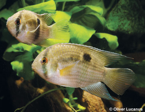Adult pair, male below.