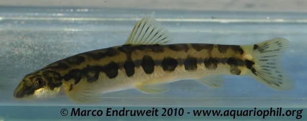 Another adult from the Nanlahe population.