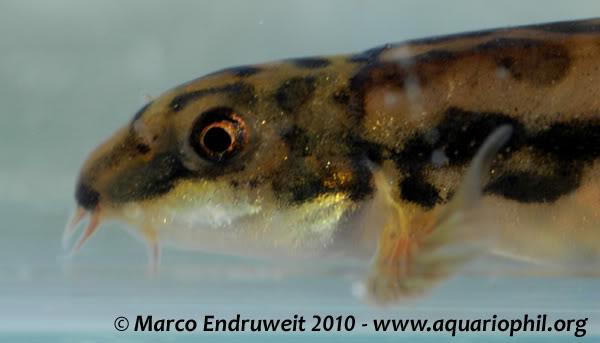 Head detail.
