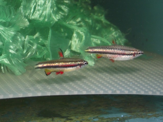 Adult pair pre-spawning, male on left.