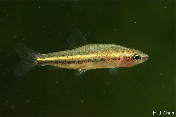 Newly-imported female.