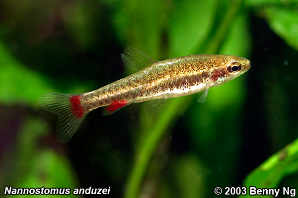 Adult male from the Singapore aquarium trade.