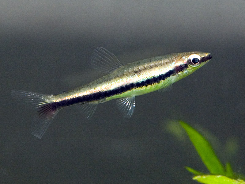 This species has two dark lateral stripes of which the upper is often poorly-developed.