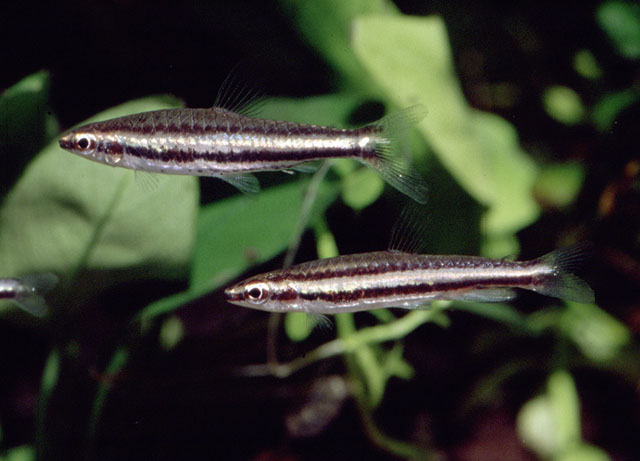 Adult pair, female at top.