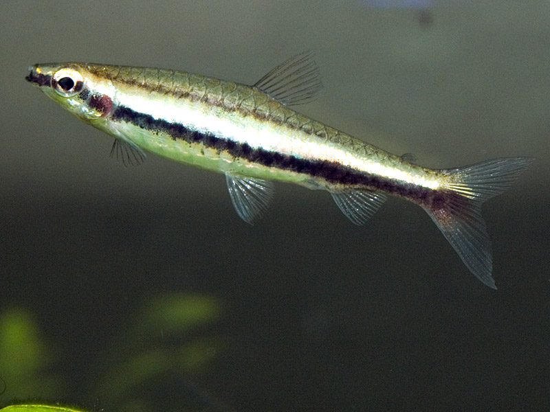 N. digrammus is very similar to N. bifasciatus but possesses an adipose-fin which its congener does not.