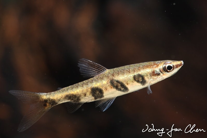 Adult male.