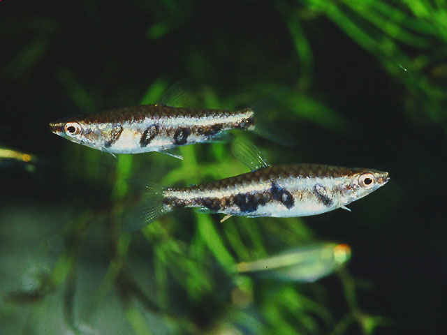 This is the only member of the genus in which the dark, vertical body markings are retained permanently.