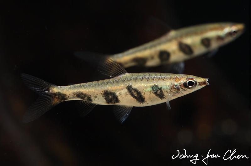 Adult female specimen.