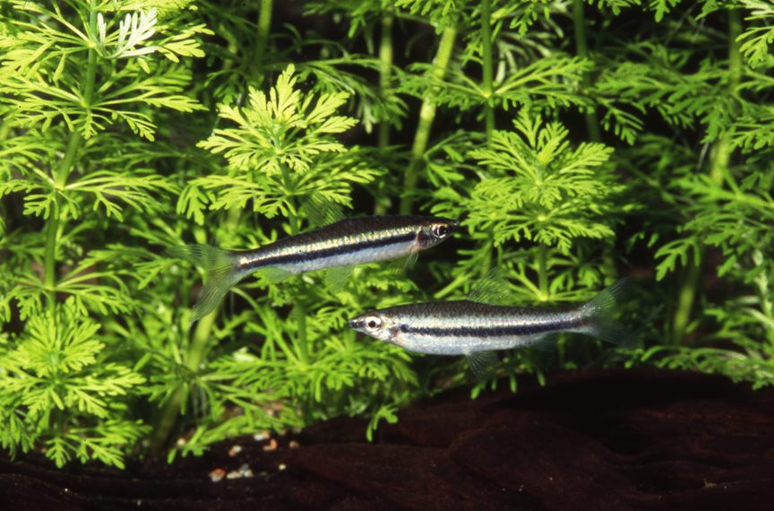 Adult pair of N. grandis, male at top.