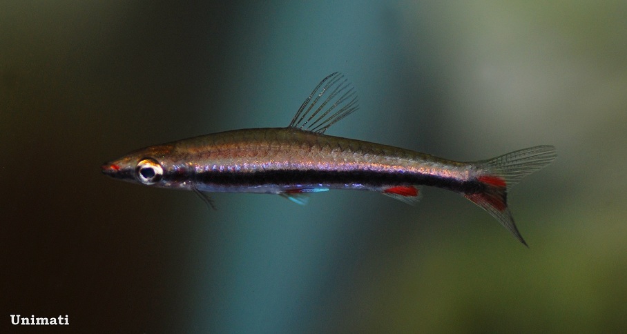 One way to tell this species apart from congeners is by its elongate body shape - it has more vertebrae than any other Nannostomus sp.