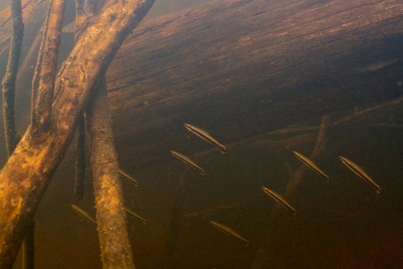In its natural habitat; igarapé Macquiri, rio Branco basin, Brazil.