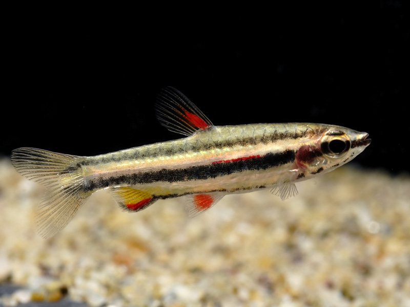 Forms from Guyana and Suriname have a short red stripe on each flank, above the central dark stripe.