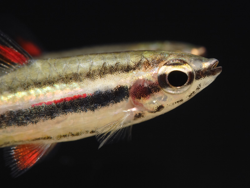 Detail of head and anterior portion of body.