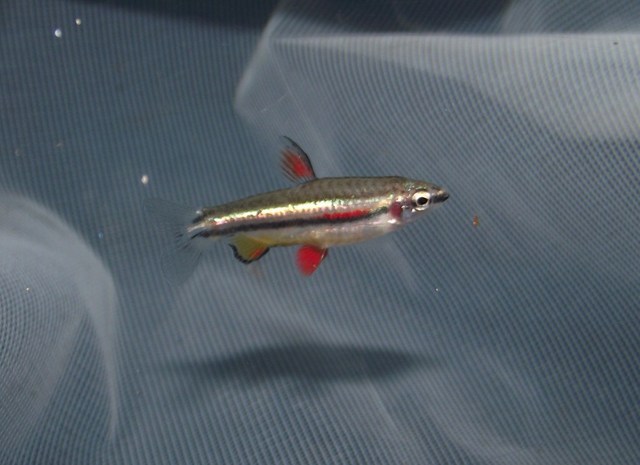 Young adult male from commercial breeders in the Czech Republic.